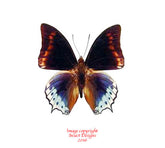 Charaxes euryalus (Seram) A2